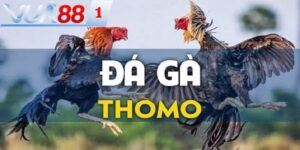 bi mat da ga thomo