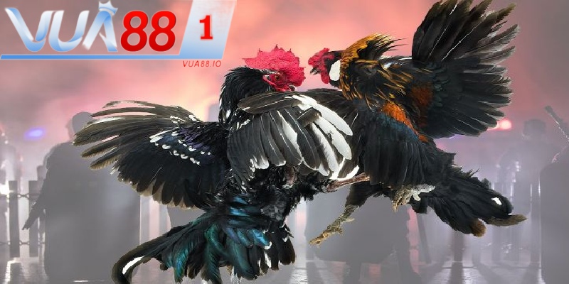 Chơi đá gà tại Vua88 hợp pháp uy tín