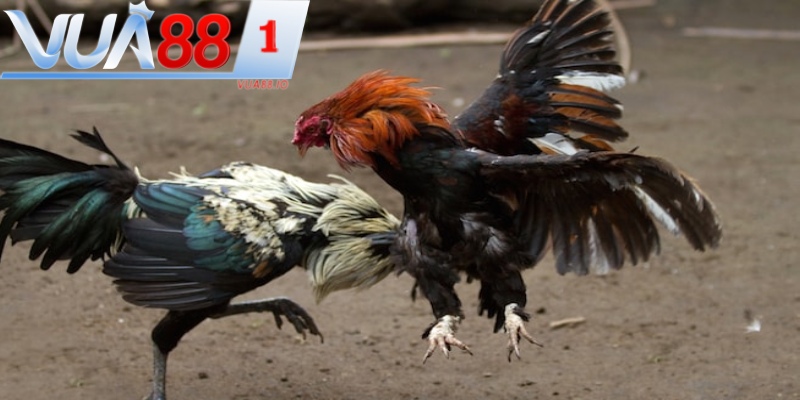 Có bình luận viên cho các trận đấu gà