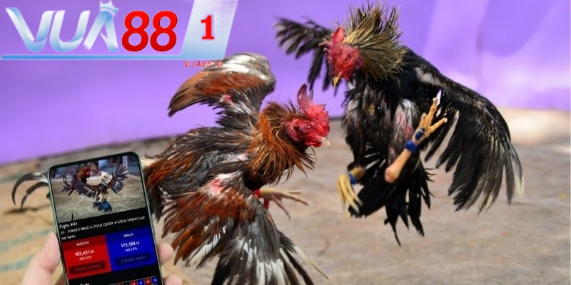 Đá gà bộ môn cá cược được yêu thích số 1 hiện nay