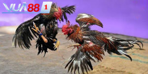 da ga ngu sac la mot trong nhung hinh thuc rat duoc danh gia cao tai nha cai vua88