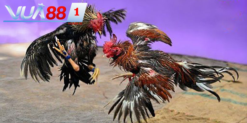 Đá gà ngũ sắc là một trong những hình thức rất được đánh giá cao tại nhà cái VUA88