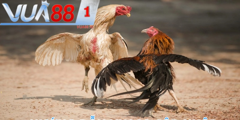 Đặt cược dễ dàng nạp rút nhanh tại Vua88