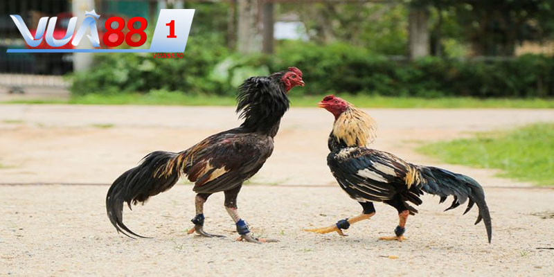 Hướng dẫn các bước tham gia vào sảnh đá gà tại nhà cái