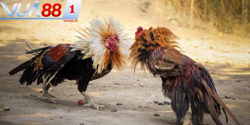 Hướng dẫn cách xem tướng gà chọi cực chuẩn người chơi nên biết