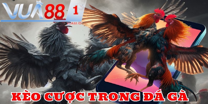 Kèo cược trong đá gà
