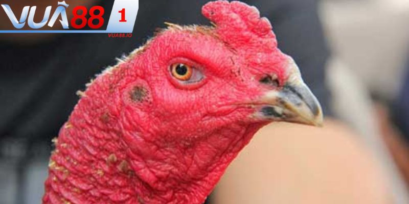Màu sắc của tướng đầu sẽ thể hiện được tính cách của gà trong chiến đấu