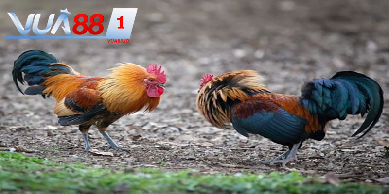 Mẹo chinh phục sân đá gà tại nhà cái cá cược bách chiến bách thắng