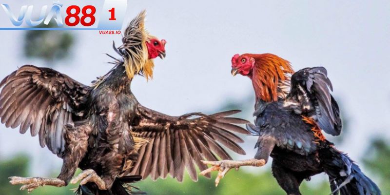 Một số yếu tố quan trọng khi xem tướng chiến kê bạn cần nắm rõ