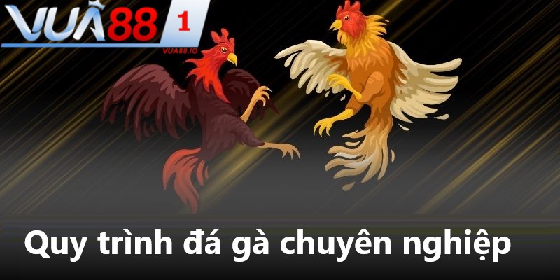 Quy trình đá gà Thomo diễn ra chuyên nghiệp