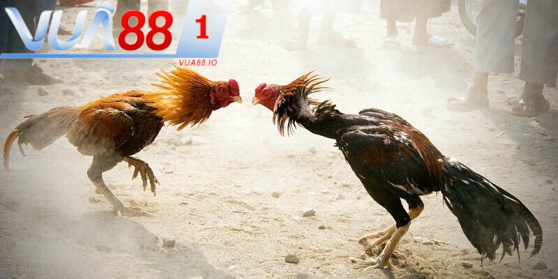 Tham khảo mẹo hay chơi đặt cược đá gà hiệu quả