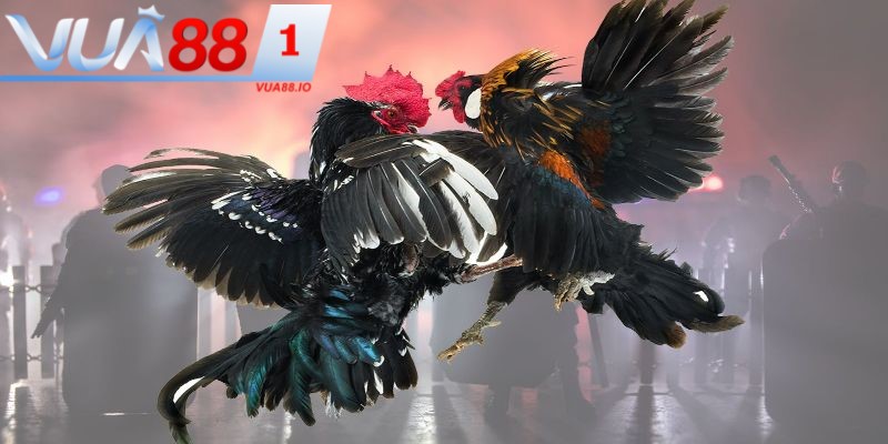 Truy cập về chúng tôi - Vua88 khám phá đá gà đỉnh cao