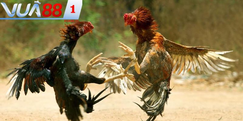 Việc xem tướng gà chọi đóng vai trò quan trọng trong cuộc chiến đấu gà