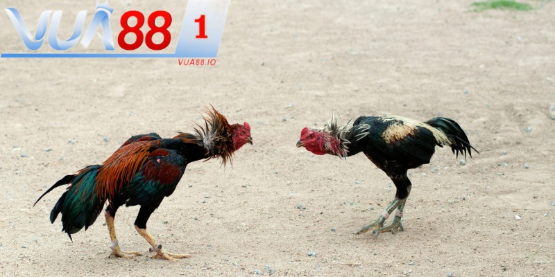 Vua88 phát sóng các giải đá gà chất lượng