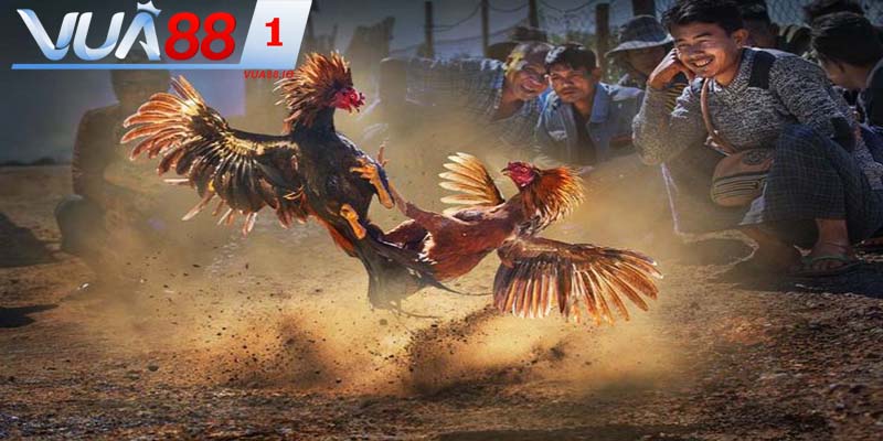 VUA88 – Sân chơi đá gà trực tuyến số 1 hiện nay